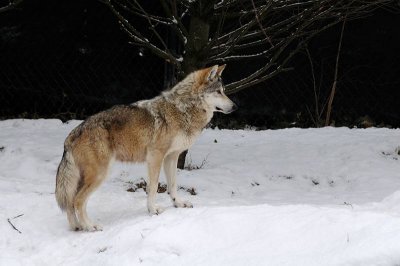 Zoo-_20110128_136_.jpg