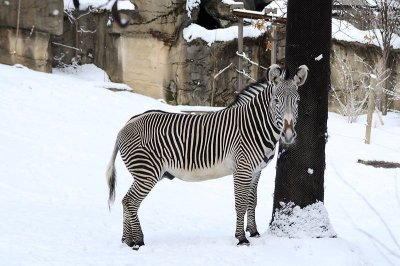Zoo-_20110128_222_.jpg