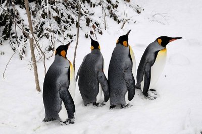 Zoo-_20110128_156_.jpg