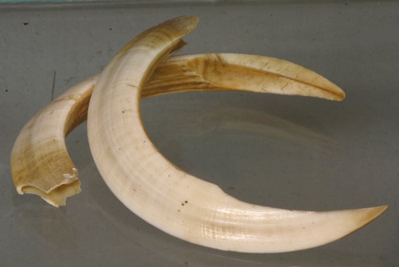 Wild boar tusks 7933