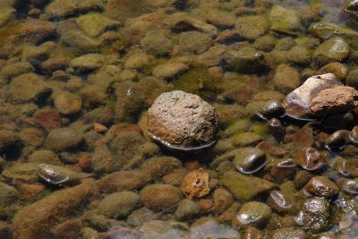 Huia stream stones 0424r.jpg