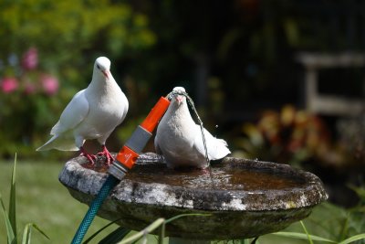 White Doves enjoying the hose 0493.jpg