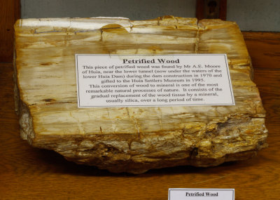 Petrified wood 7937