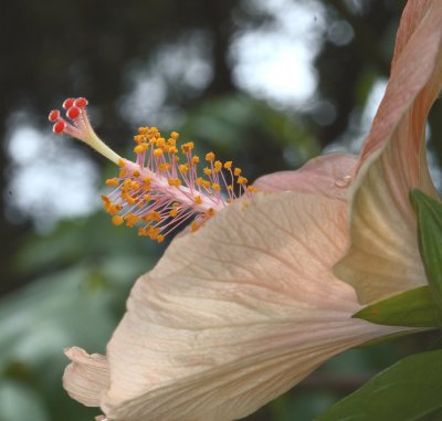 Apricot Hibiscus Study 7995