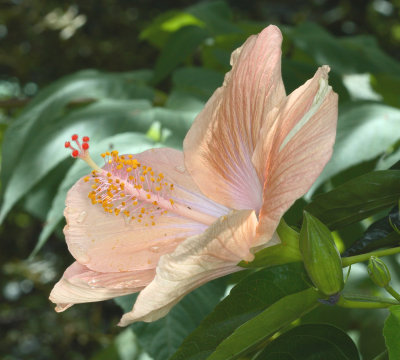Apricot Hibiscus Study  7990