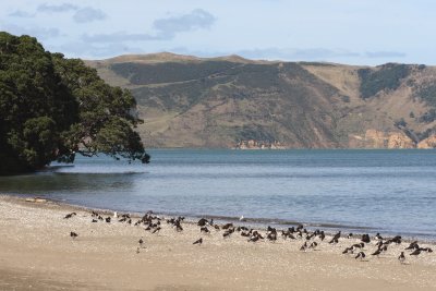 Oyster Catchers, Huia 8110