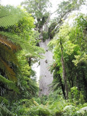 Famous 'Tane Mahuta' God of the Forest.