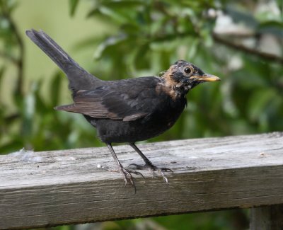 Scruffy yng female blackbird, spends much of the day on our front deck.