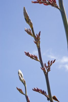 MS4F3016.jpg