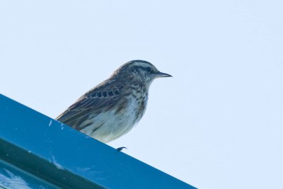 390E5081.jpg