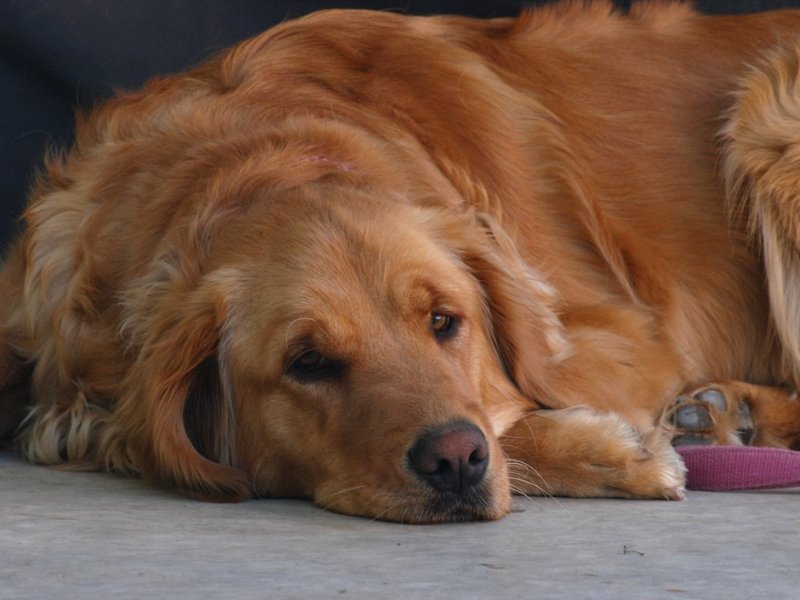 Bella After Her Run