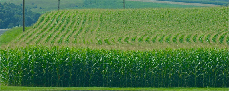 Cornfield