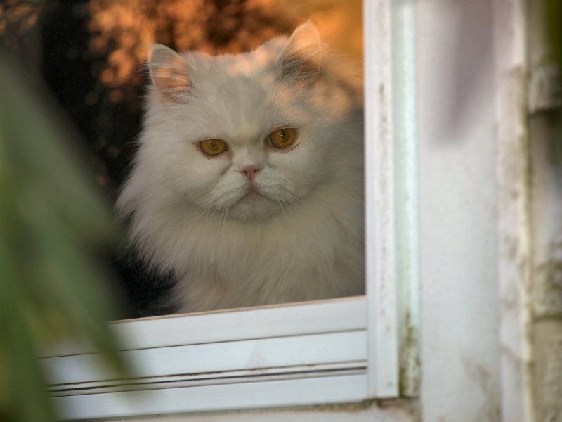 Sarah In The Window.jpg