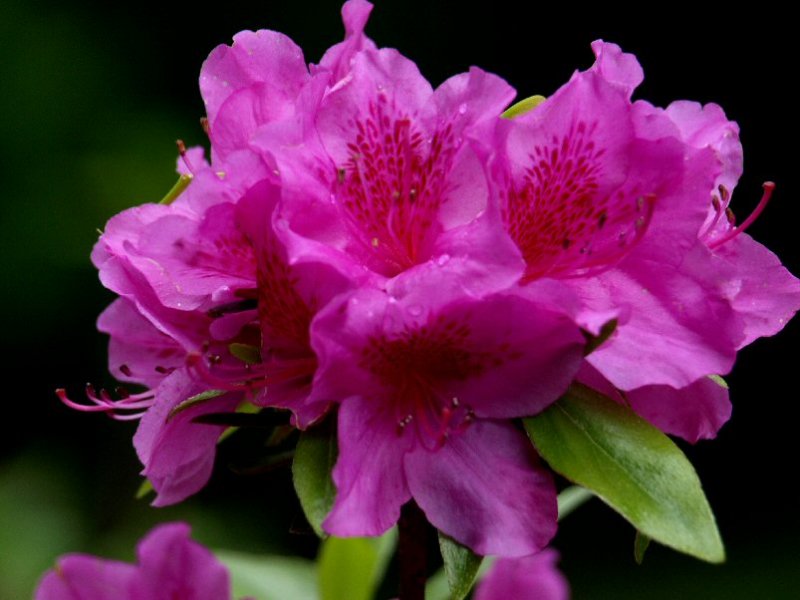 Azalea