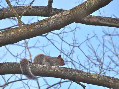 Early Sign of Spring