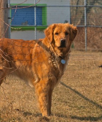 Bella uses the local softball field as her exercise yard.

She loves to run in the open space.