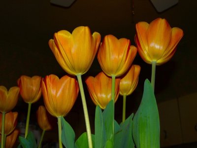 More Tulips.jpg