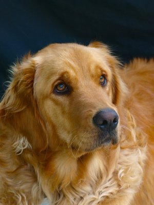 Bella has matured to become a beautiful example of a classic golden retriever.

She also has all of the stubborn traits that are common to the breed ..... lol 
