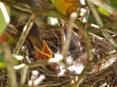 Three Hungry Mouths To Feed.jpg