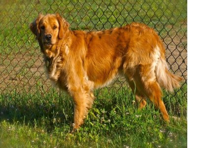 Bella sheds gobs of hair every day.   
She still has a thick long coat despite her daily shedding.