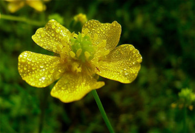 Wildflower After The Rain