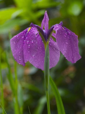 First Iris In Bloom.jpg
