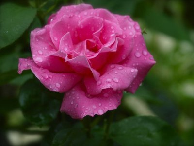 Rose In The Rain.jpg