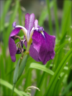 The Last Iris.jpg