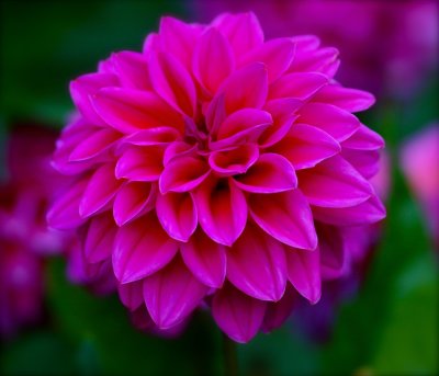 Late Blooming Dahlia