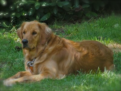 Bella is very happy relaxing in the shade.

This shot was taken at 300mm with my new lens.
I am extremely happy with the shots that I have taken at long distance thus far.