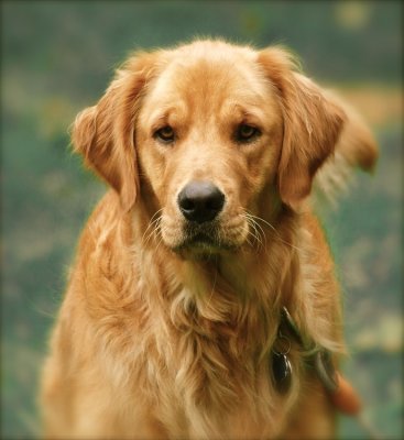 Bella was in the backyard in the chain when I shot this photo.
The original background was all green grass.
P/S Elements 6 has tools to change the background color and texture.
I like it better this way.