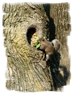 This little cutie returns to our tree in the Spring and rebuilds the tree nest.

The next step is to load the nest with munchies.