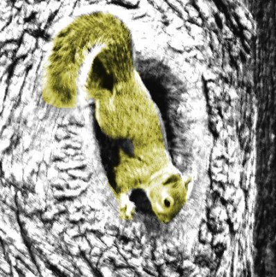 Squirrels 021a.jpg