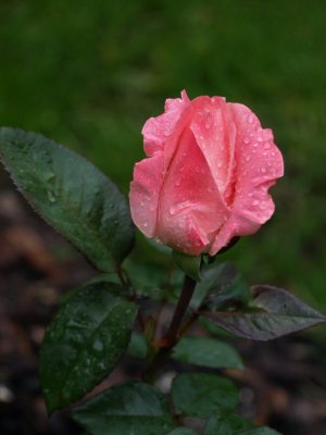 Barbara Bush Rose - Ready for it's Grand Opening