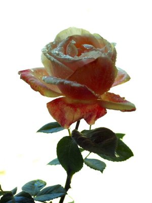 Barbara Bush  Hybrid Tea Rose