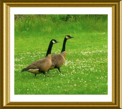 Wild Geese On The Move