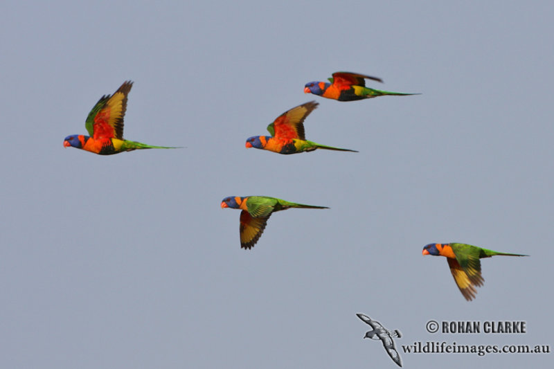 Red-collared Lorikeet 2626