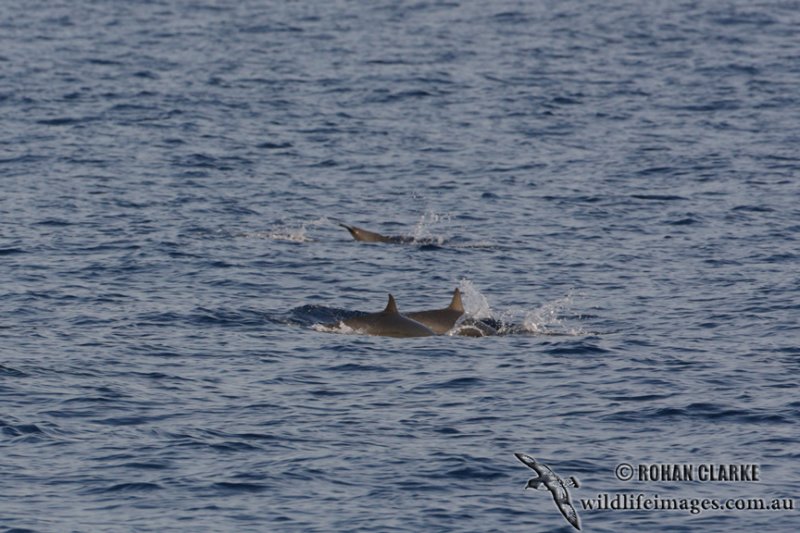 Frasers Dolphin 4145.jpg