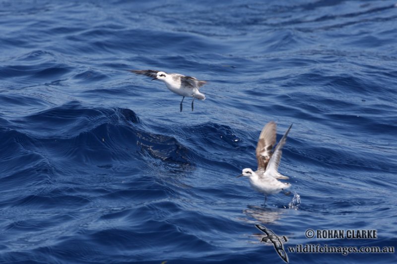 Red-necked Phalarope 2943.jpg