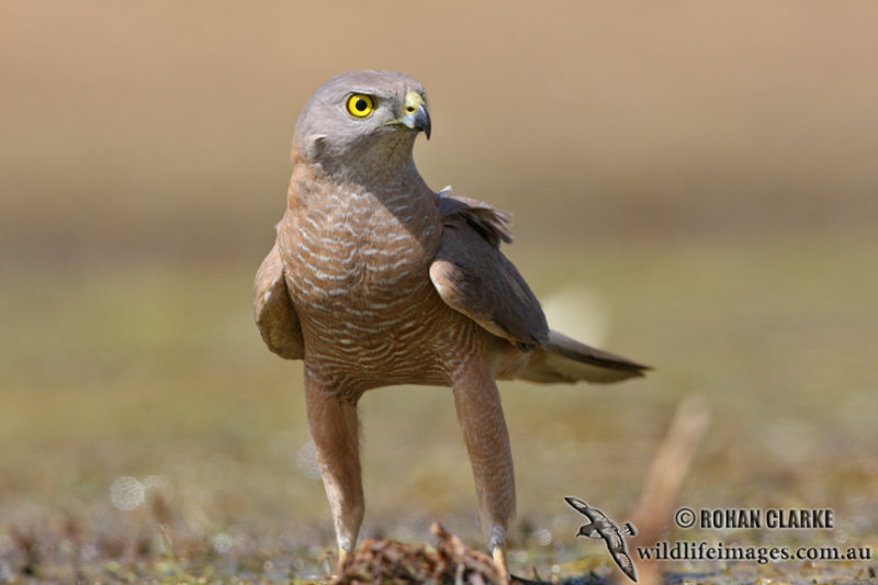 Brown Goshawk 1845.jpg