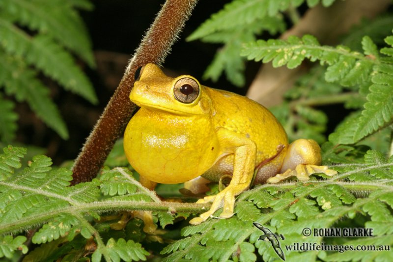 Tylers Tree Frog - Litoria tyleri 5016