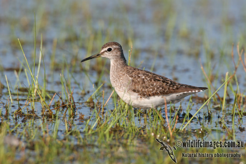 Wood Sandpiper a7473.jpg