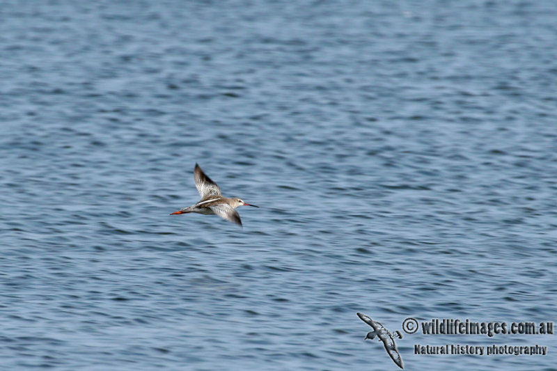 Spotted Redshank a7370.jpg