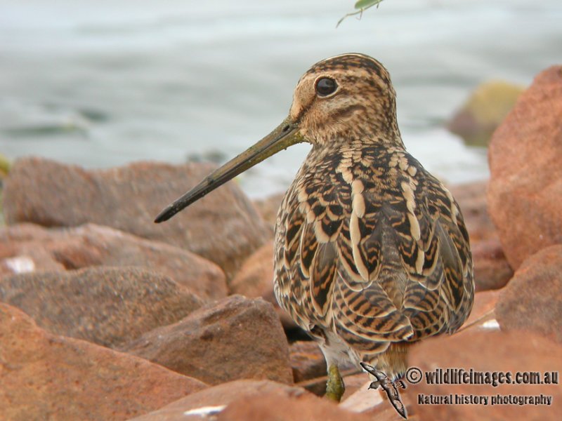 Snipe species a0073.jpg