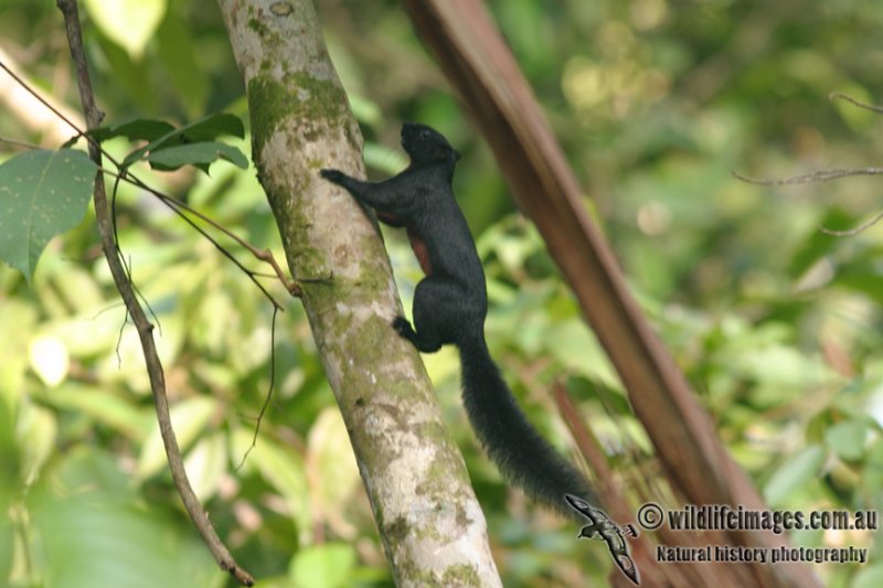 Prevosts Squirrel - Callosciurus prevostii