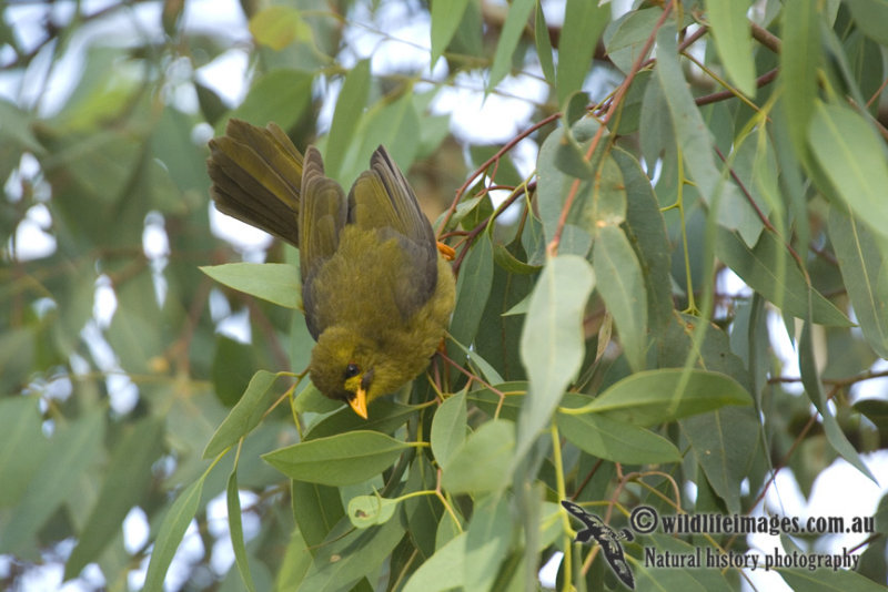 Bell Miner 3213kw.jpg