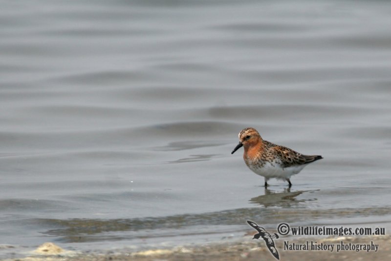 Red-necked Stint a6872.jpg