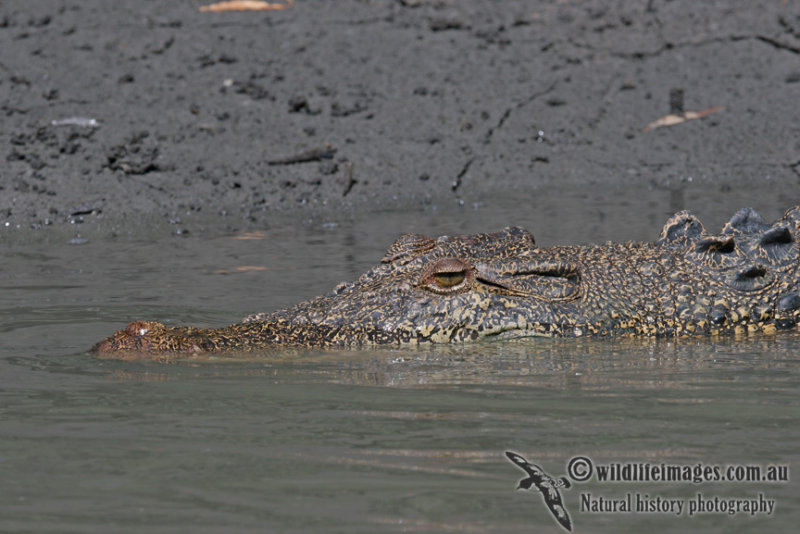 Crocodylus porosus a9842.jpg