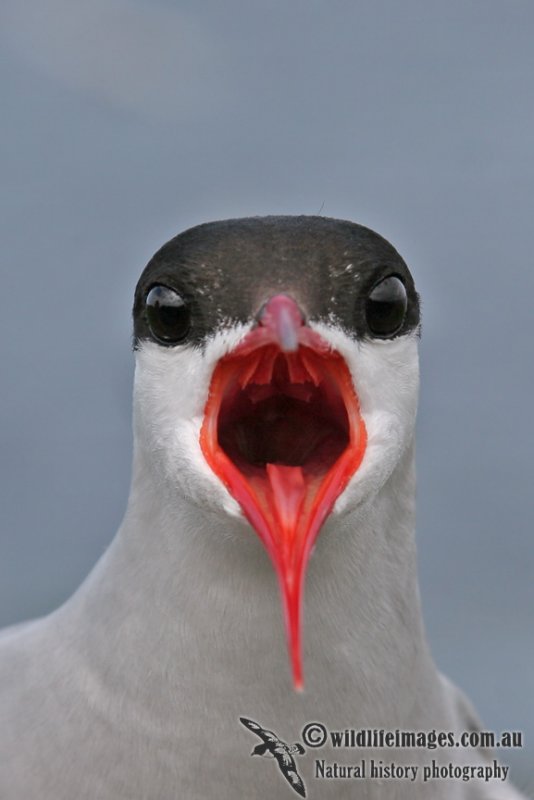 Arctic Tern a8274