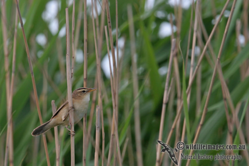 Black browed Warbler - Acrocephalus bistrigiceps